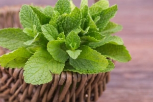 Perawatan Rambut Alami_Daun Mint_banner